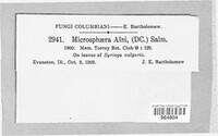 Phyllactinia alnicola image